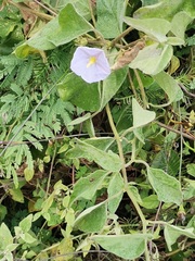 Lycianthes lenta