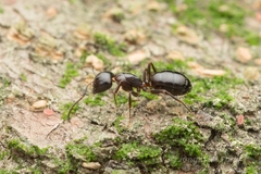 Camponotus vitiosus