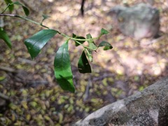 Pterocelastrus echinatus