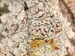 Lecanora cinereofusca