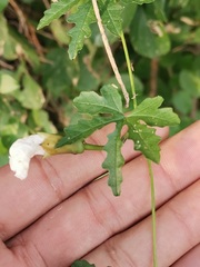 Distimake dissectus dissectus