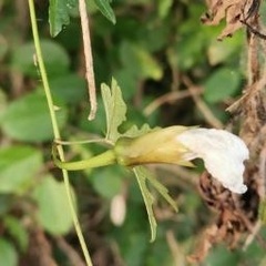 Distimake dissectus dissectus