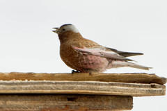 Leucosticte tephrocotis