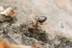 Crematogaster matsumurai