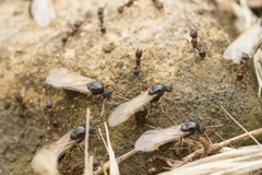 Tetramorium tsushimae