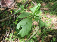 Pavetta gardeniifolia