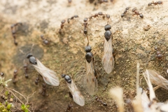 Tetramorium tsushimae