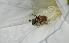 Halictus