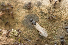 Tetramorium tsushimae