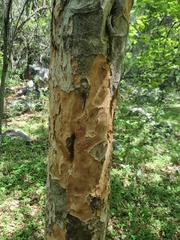 Heteropyxis natalensis