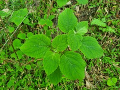 Plectranthus fruticosus