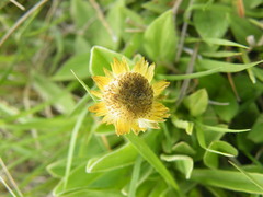 Helichrysum aureum