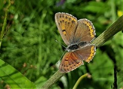 Lycaena hippothoe