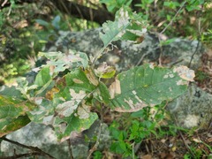 Brachylaena rotundata