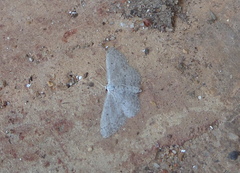 Idaea minuscularia