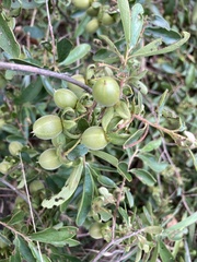 Diospyros lycioides