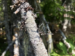 Tuckermanopsis platyphylla