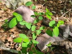Helinus integrifolius