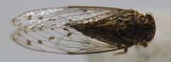 Neocicada hieroglyphica
