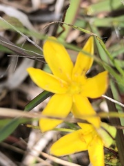Hypoxis hygrometrica
