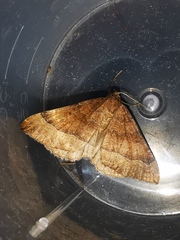 Larentia clavaria