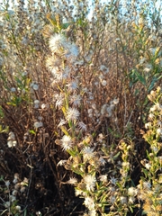 Dittrichia viscosa