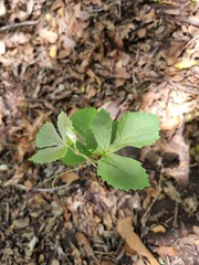 Rhoicissus tridentata