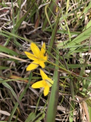 Hypoxis hygrometrica