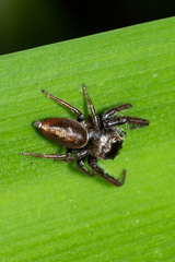 Opisthoncus polyphemus