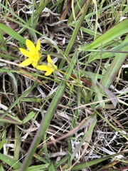 Hypoxis hygrometrica