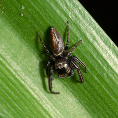 Opisthoncus polyphemus