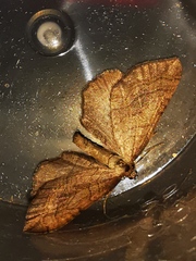 Coenocalpe millierata