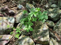 Cyphostemma lanigerum