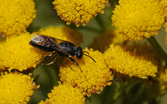 Hylaeus nigritus