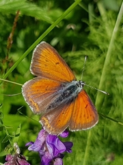 Lycaena hippothoe