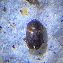 Stelidota geminata