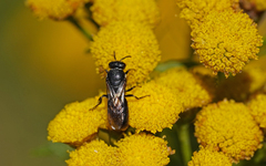 Hylaeus nigritus