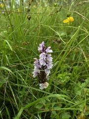 Dactylorhiza maculata