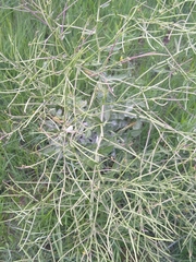 Sisymbrium orientale