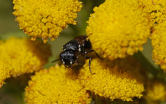 Hylaeus nigritus