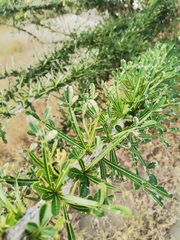 Crescentia alata