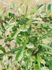 Crescentia alata