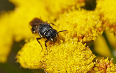 Hylaeus nigritus