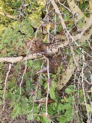 Vachellia hindsii