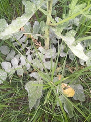 Sisymbrium orientale