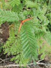 Vachellia hindsii