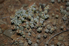Crassula corallina
