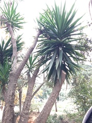 Yucca gloriosa