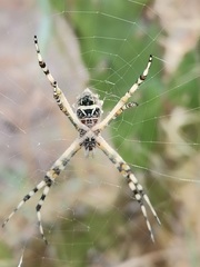 Argiope argentata