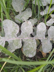 Sisymbrium orientale